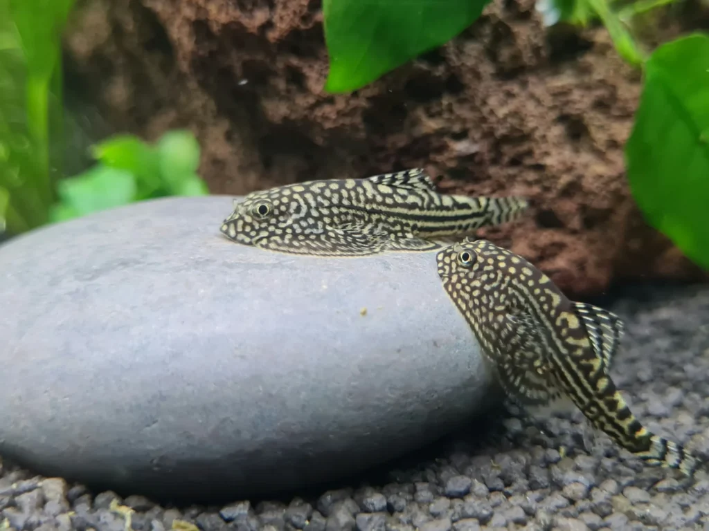 Borneo Sucker Hillstream Loach 1920