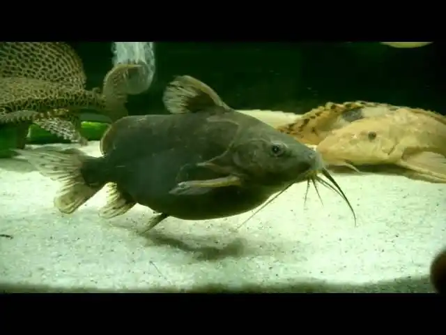 Synodontis robbianus fish
