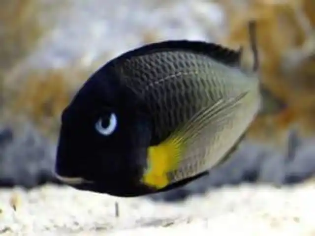 Tropheus isonga fish